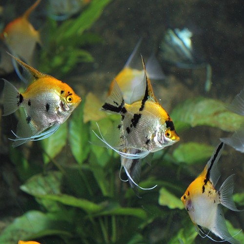 Pterophyllum scalare - Segelflosser koi L